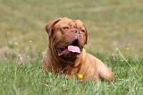 DOGUE DE BORDEAUX 040